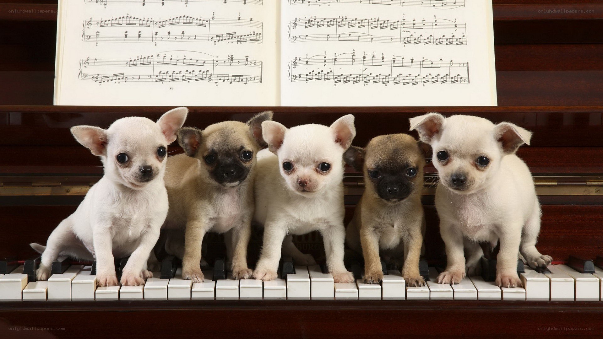 Puppies on a piano keyboard