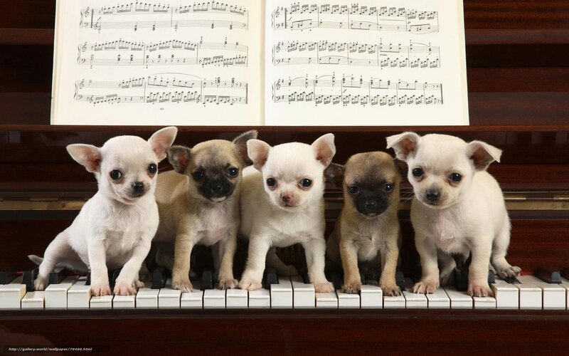 puppies on a piano