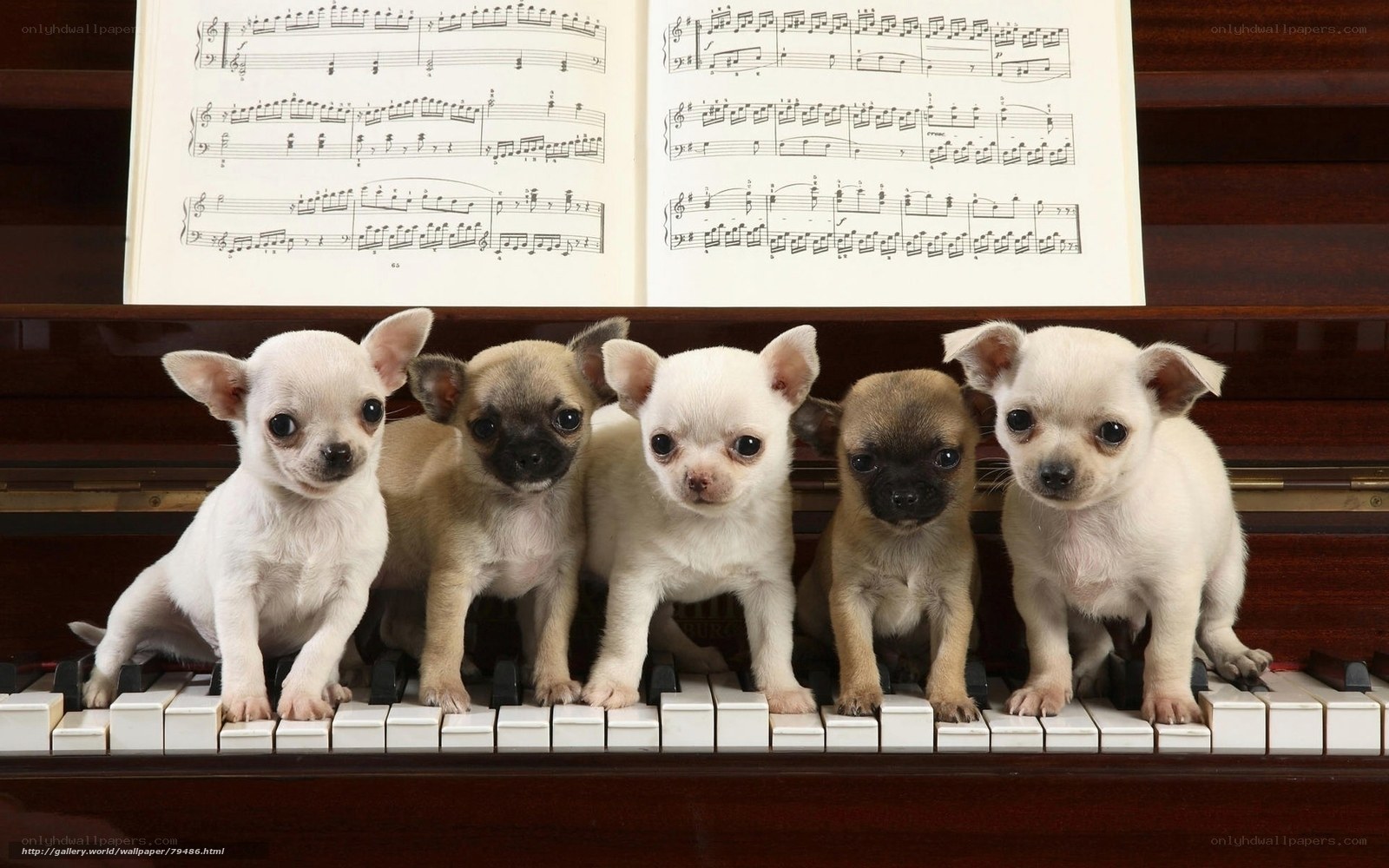 puppies on a piano