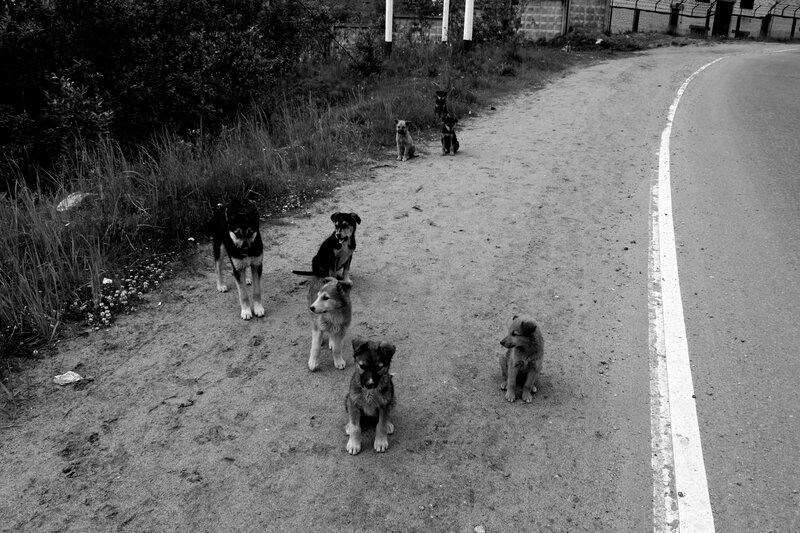 puppies on a roadside