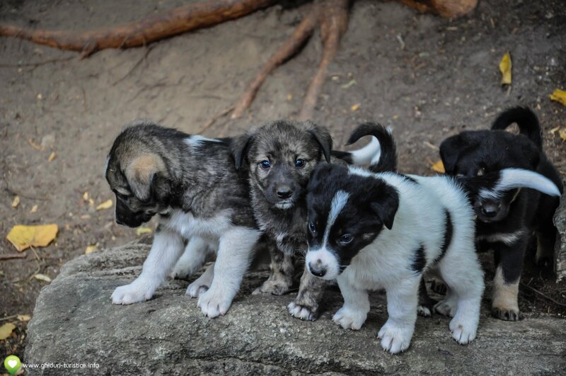 Puppies on a Rock