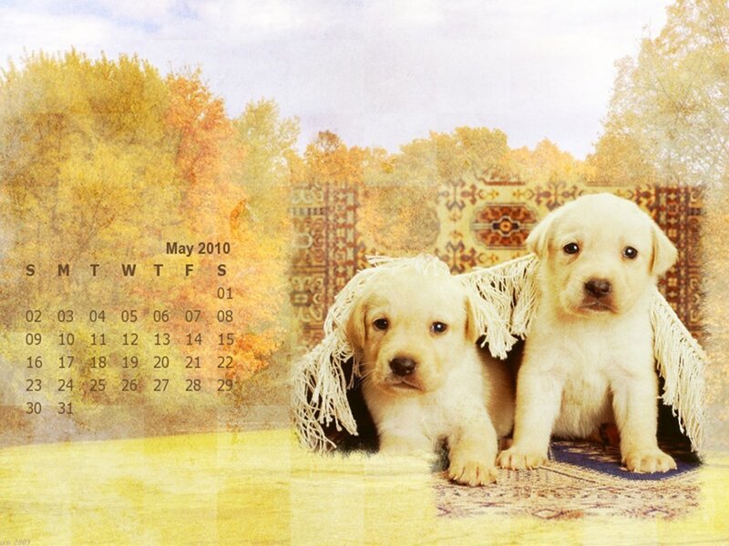 Puppies on a rug in autumn