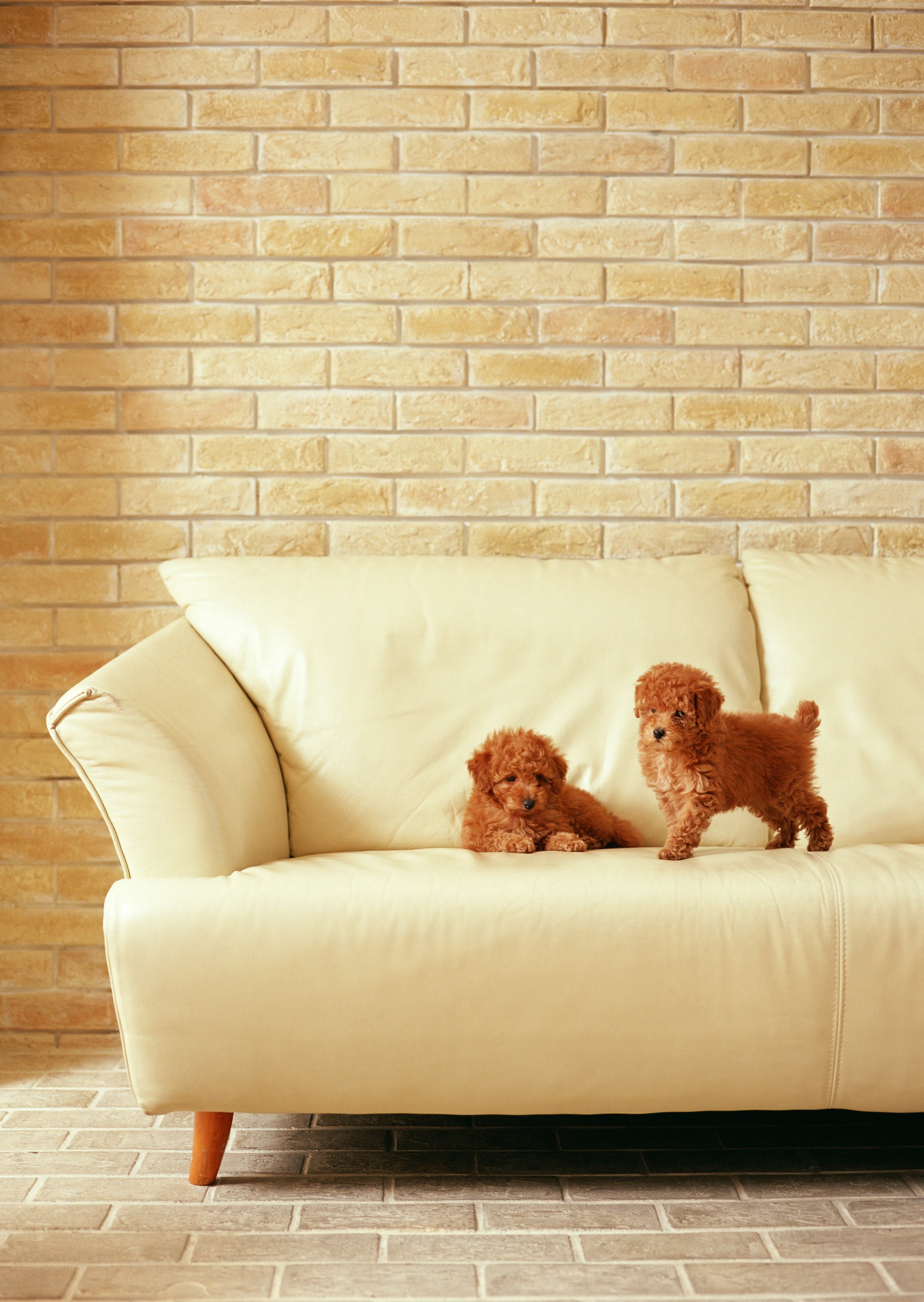 Puppies on a sofa