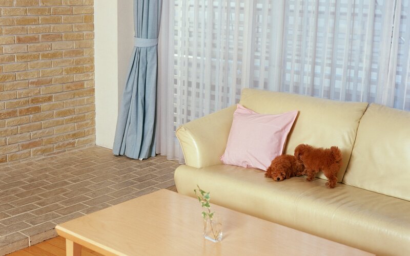 Puppies on a sofa in living room