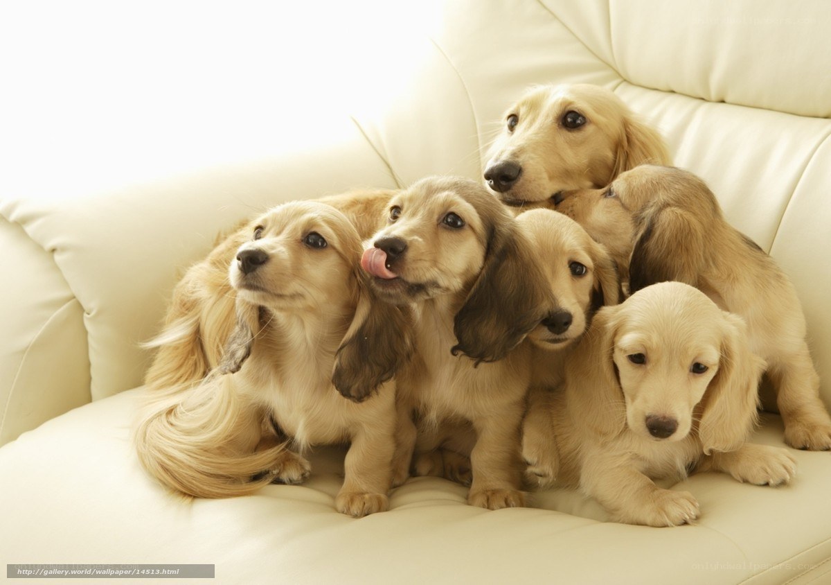 Puppies on a sofa