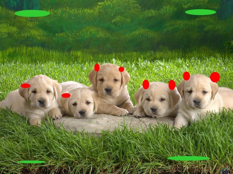 puppies on a stone in grass