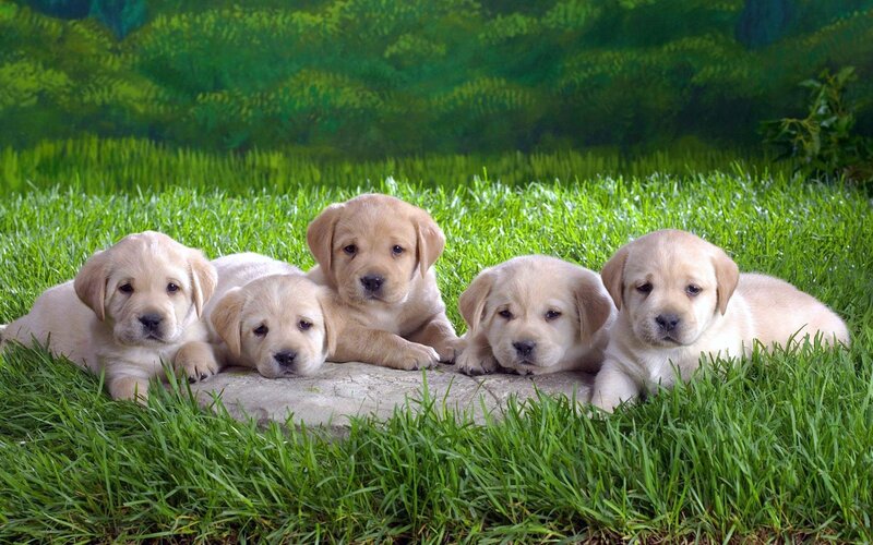 Puppies on a stone in grass