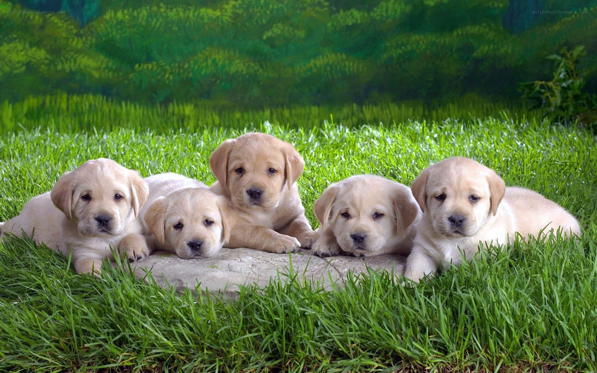 Puppies on a stone in grass