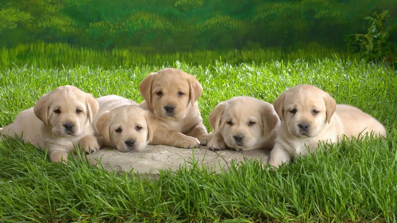 puppies on a stone in grass