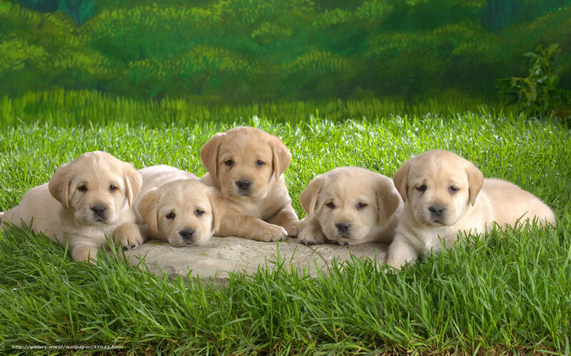 Puppies on a stone in grass