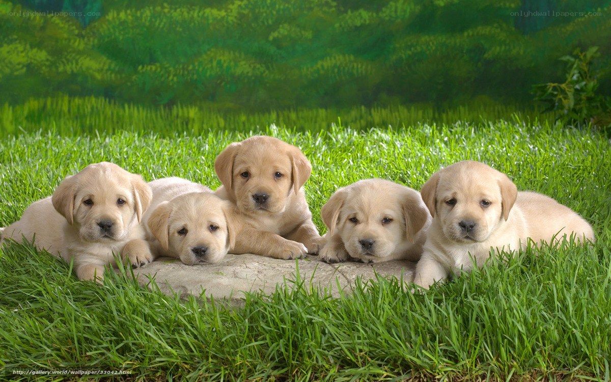 Puppies on a stone in grass