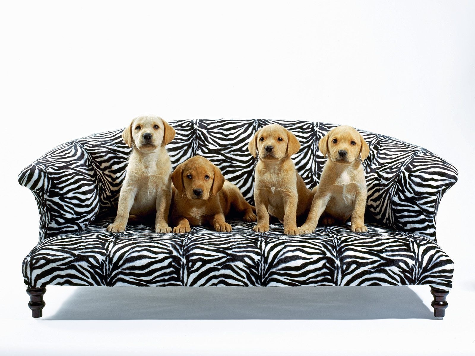 puppies on a zebra couch