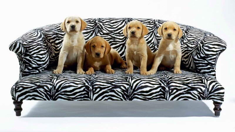 puppies on a zebra couch