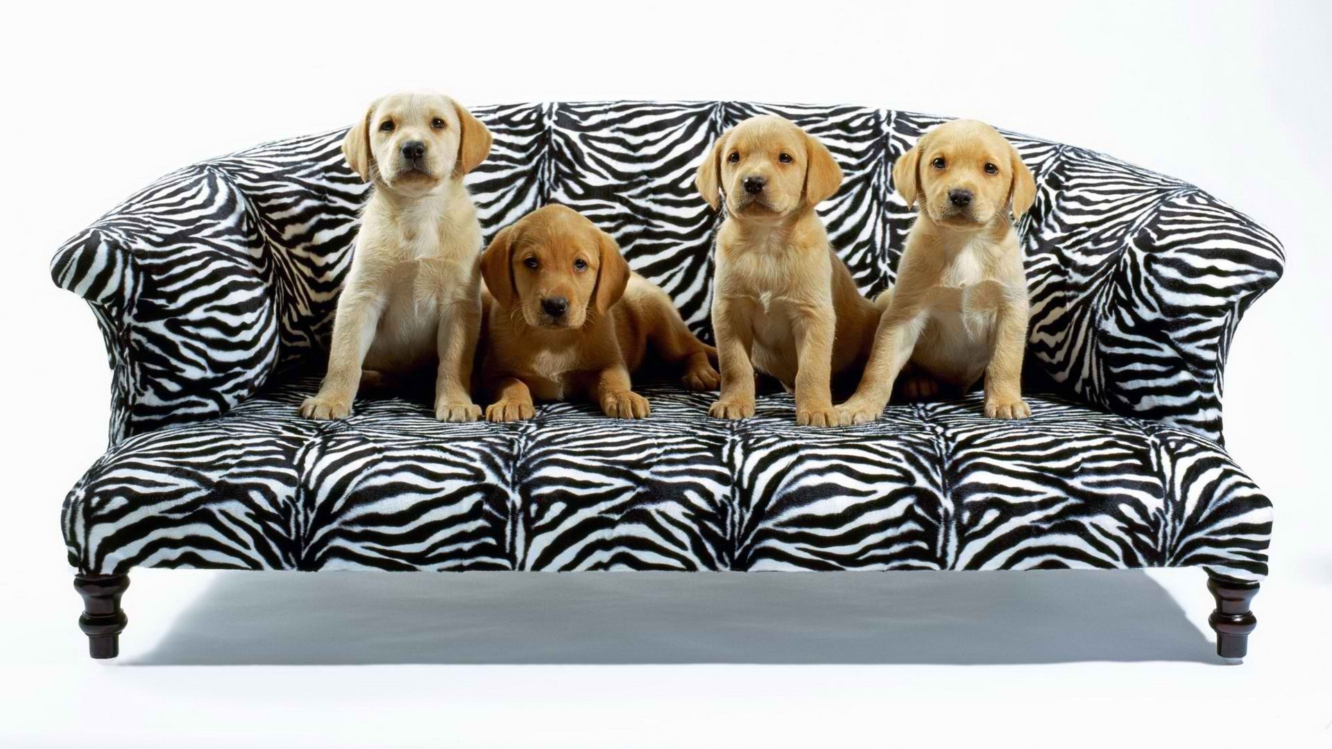 puppies on a zebra couch