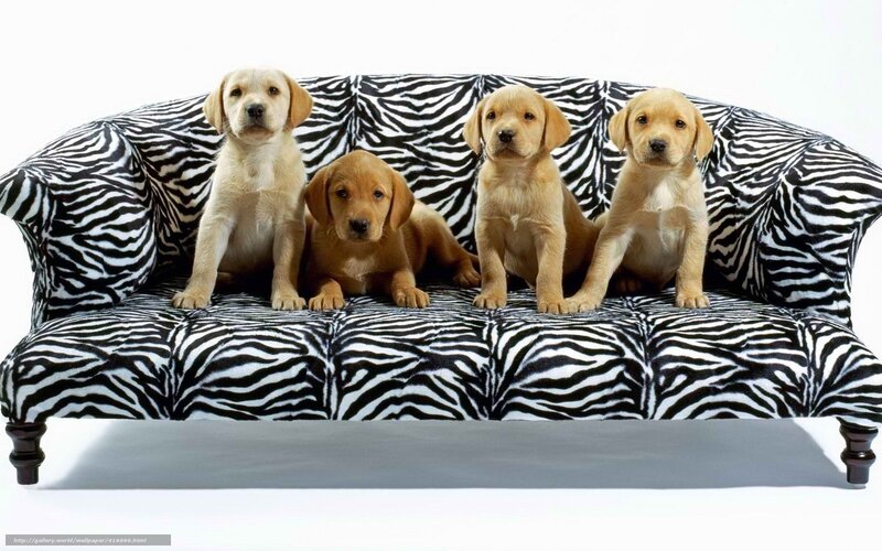 Puppies on a zebra couch