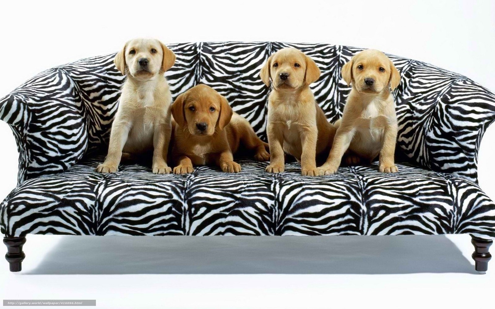 Puppies on a zebra couch
