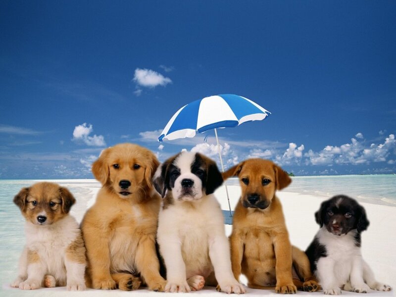 Puppies on Beach