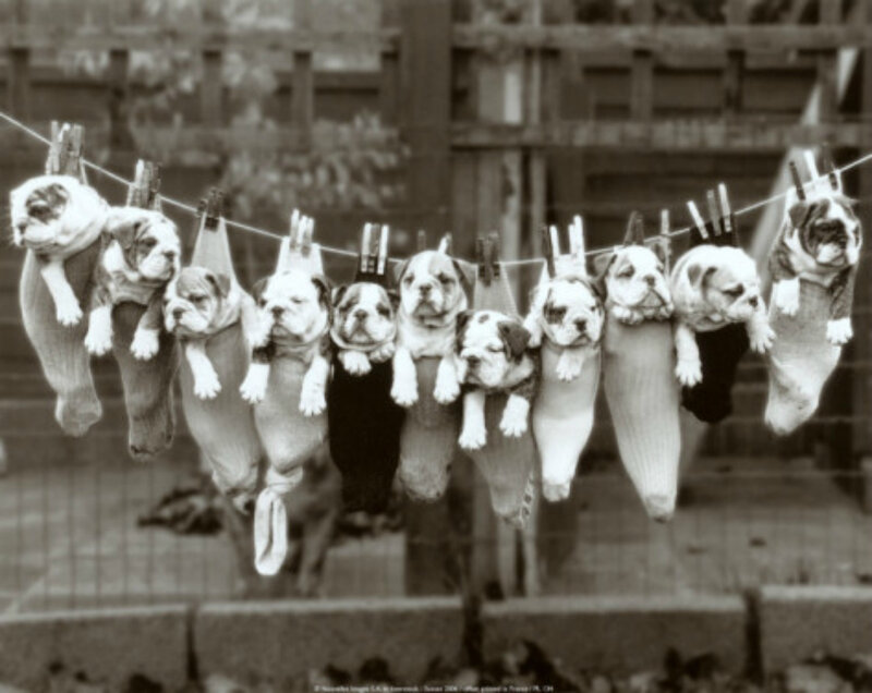 Puppies on Clothesline — Black