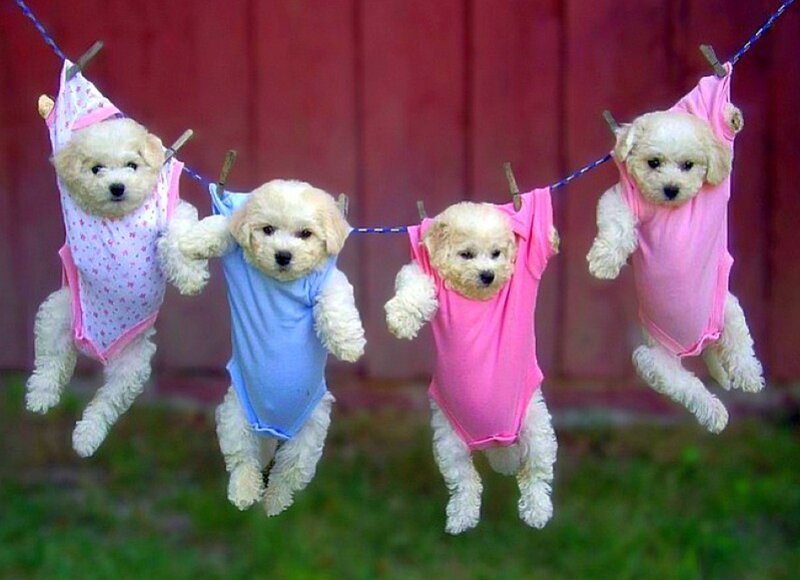 Puppies on Clothesline