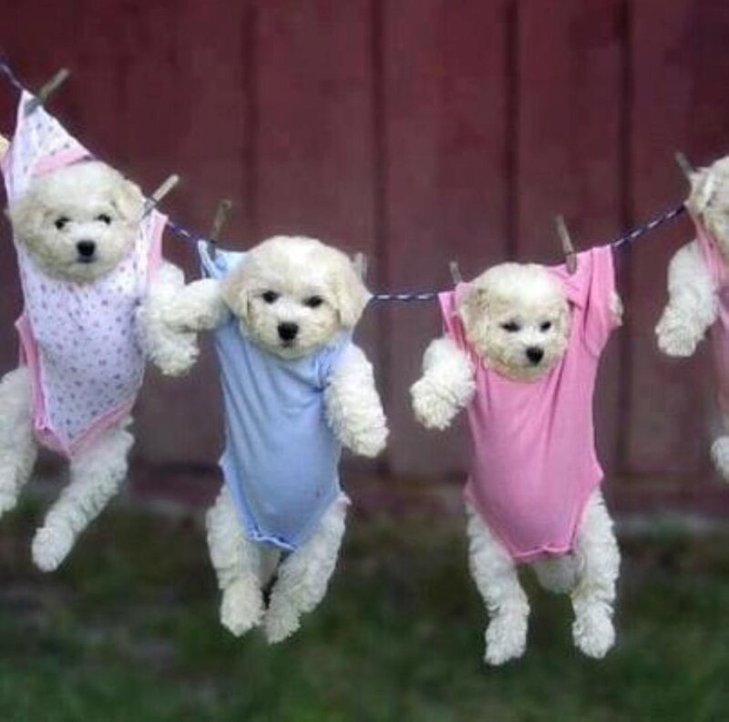 Puppies on Clothesline — White