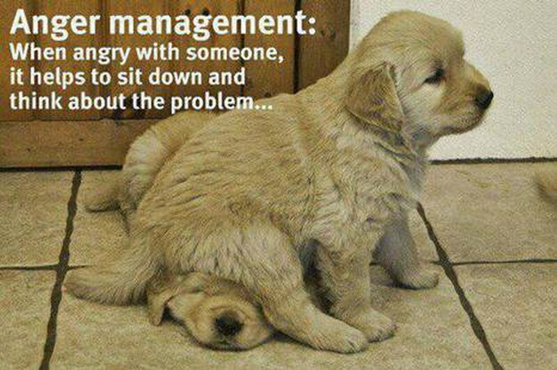 Puppies on Floor