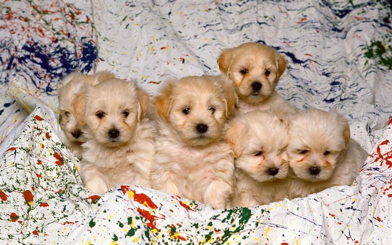 puppies on paint-splattered blanket