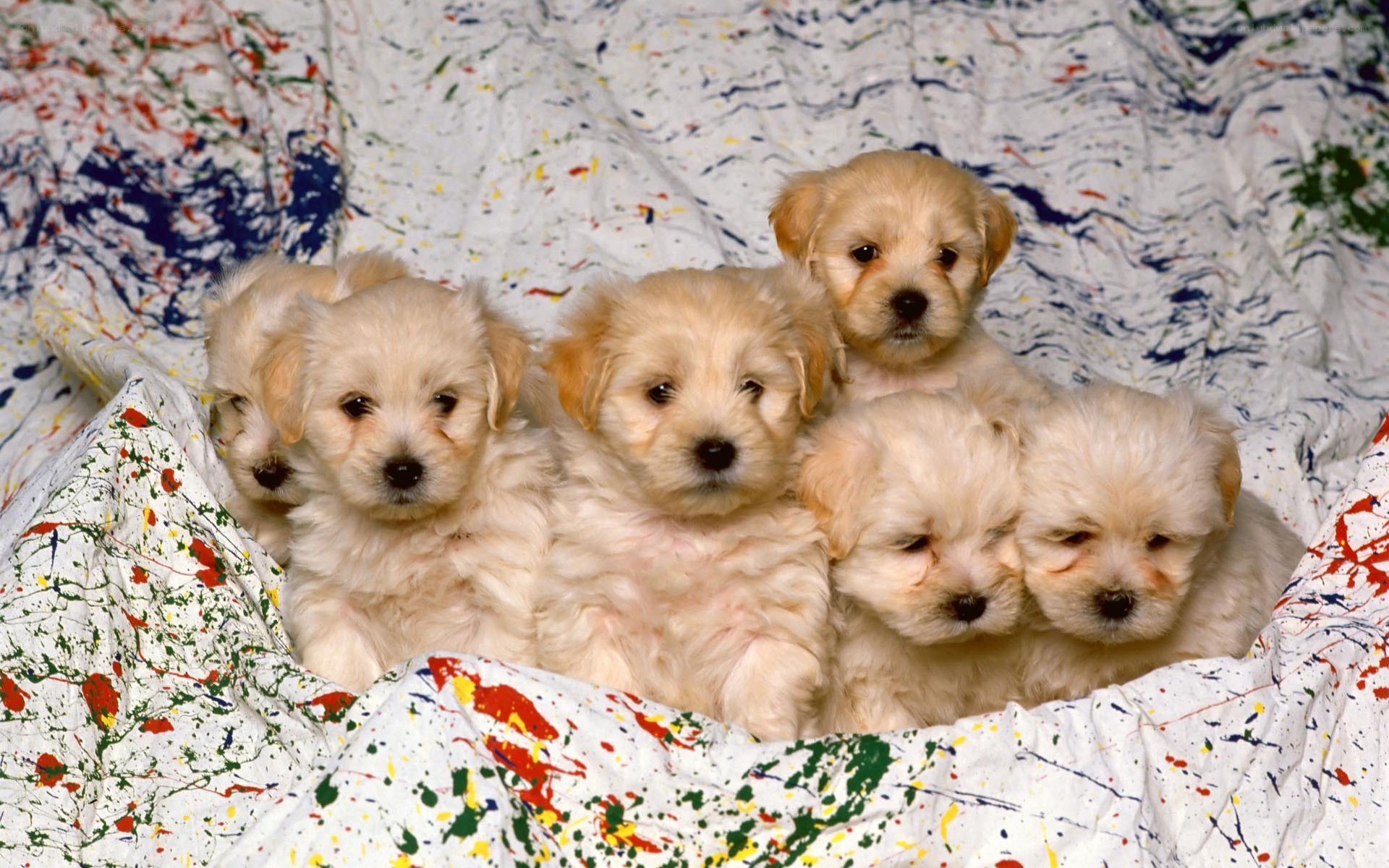 puppies on paint-splattered blanket