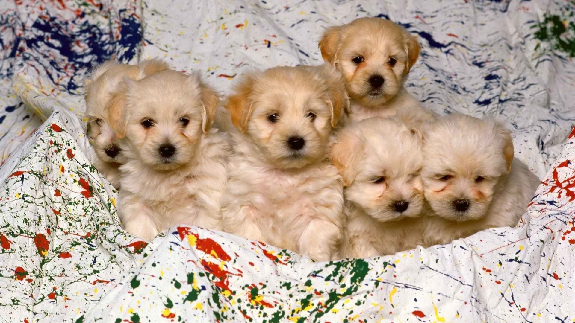 puppies on paint-splattered blanket