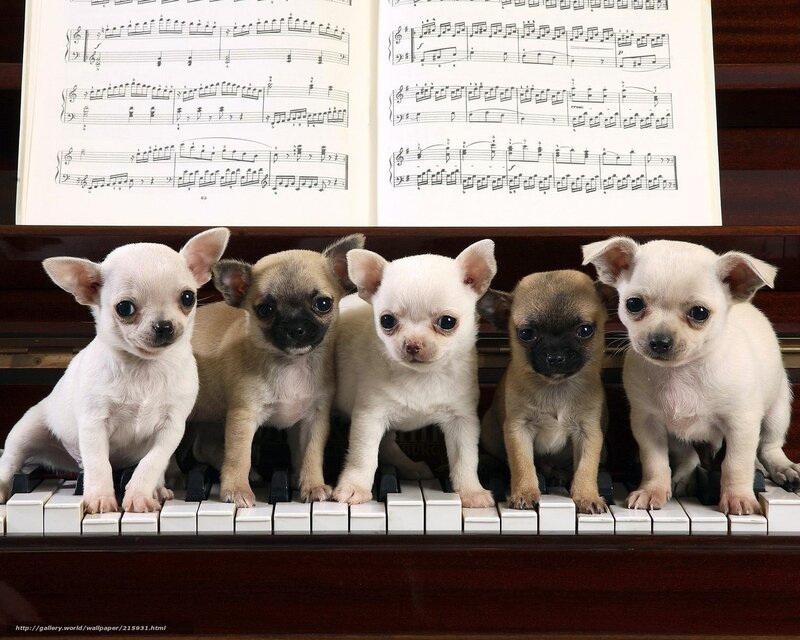 puppies on piano keys