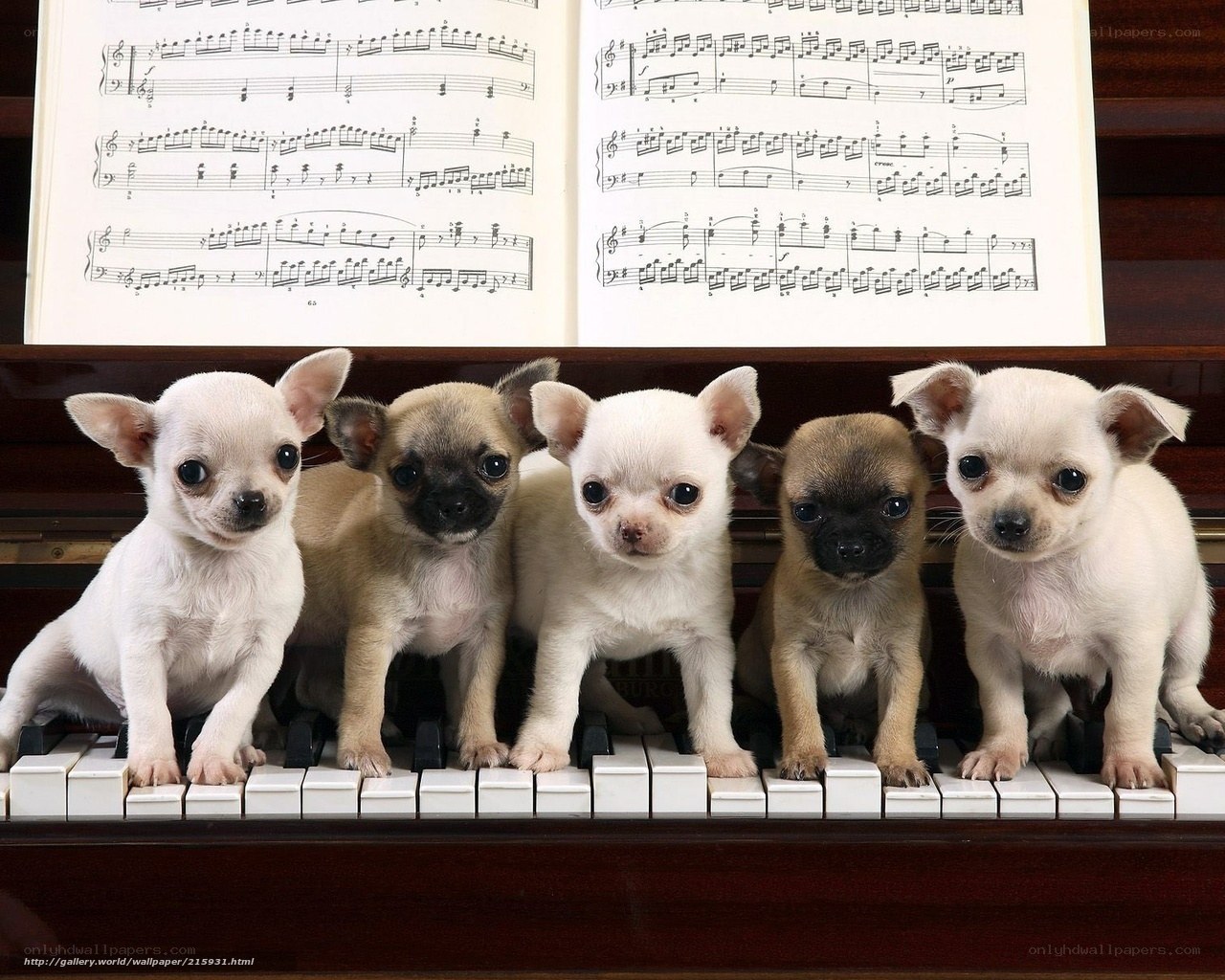 puppies on piano keys