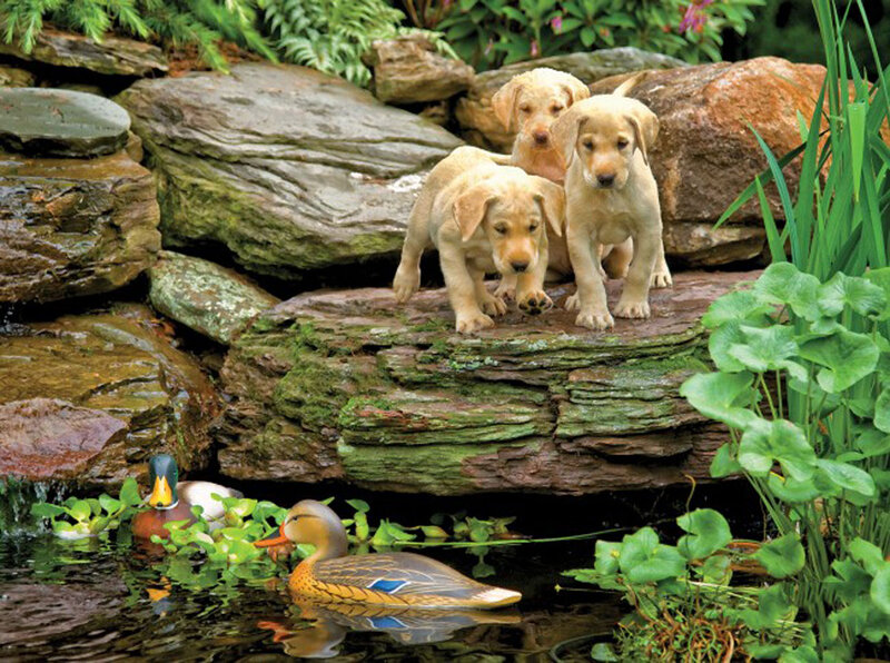 Puppies on Rocks