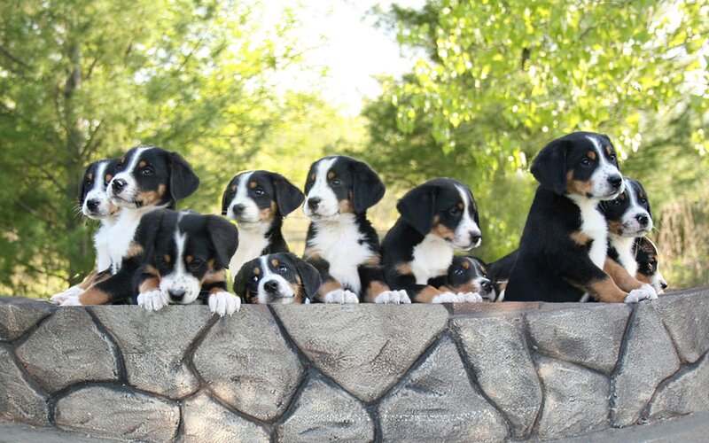 Puppies on Stone Wall