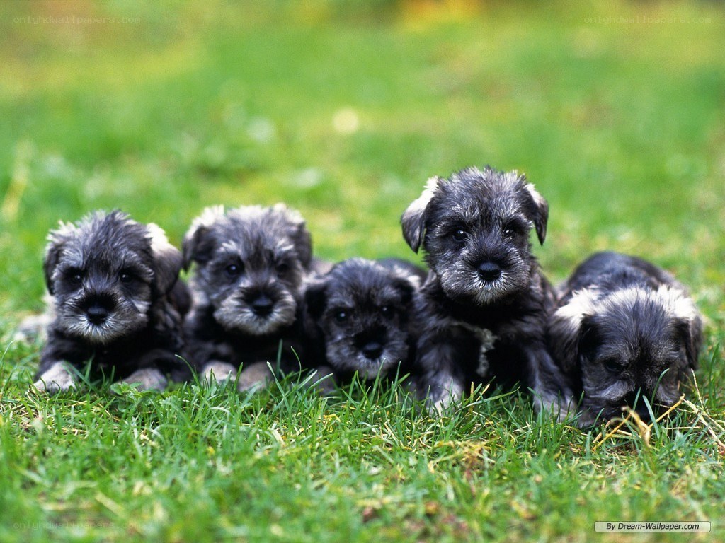 Puppies on the grass