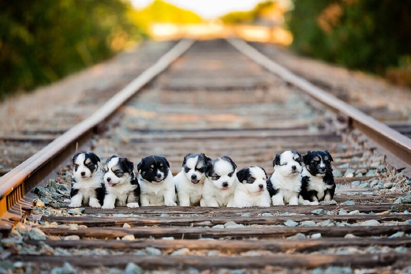 Puppies on Train Tracks