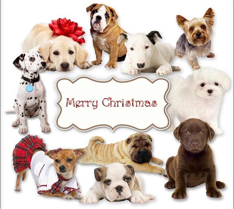 Puppies on White Background