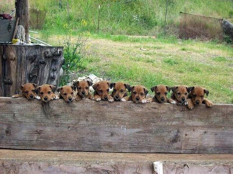 Puppies on Wooden Beam