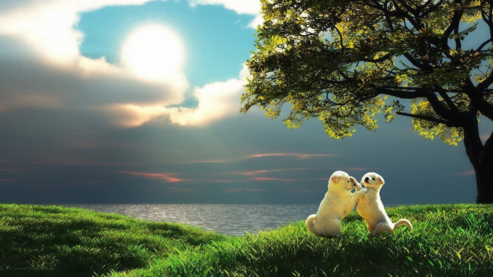 Puppies playing by the lake