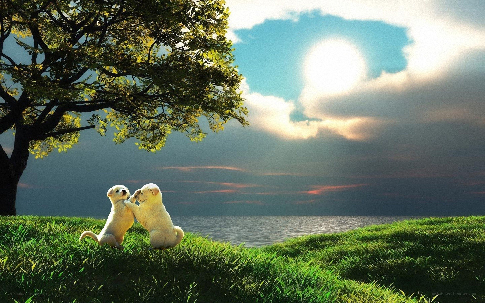 Puppies playing by the lake