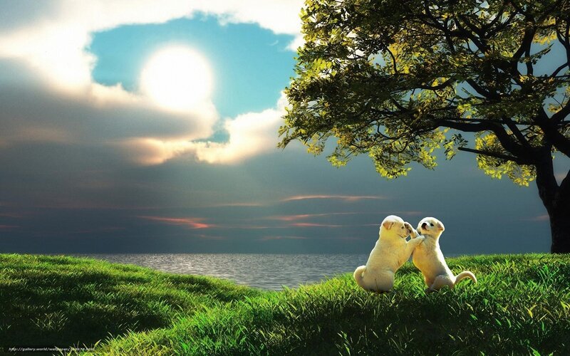 Puppies playing by the sea