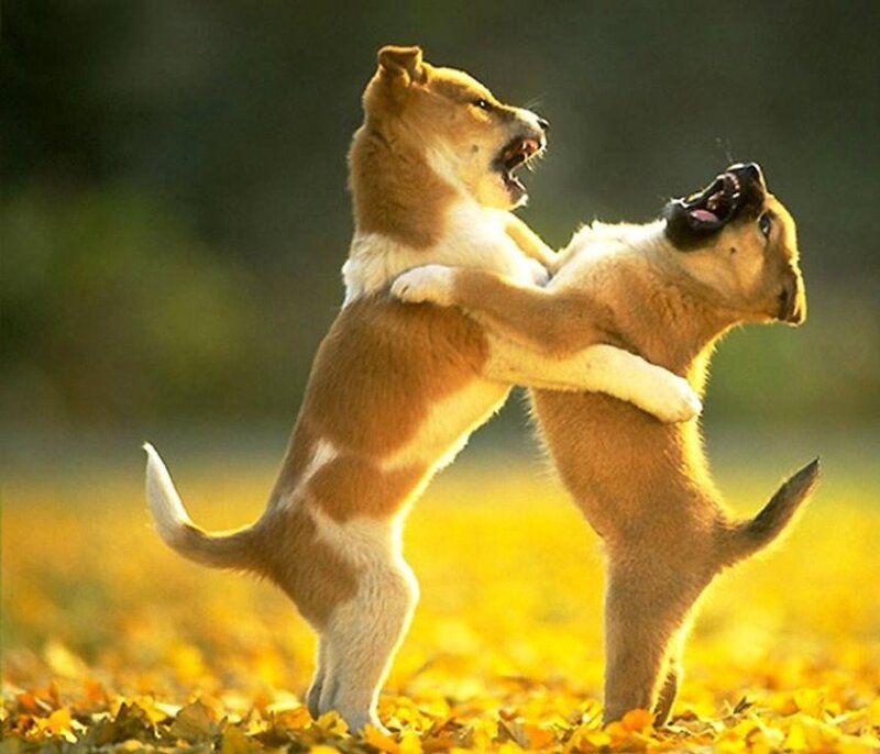 Puppies playing in autumn leaves