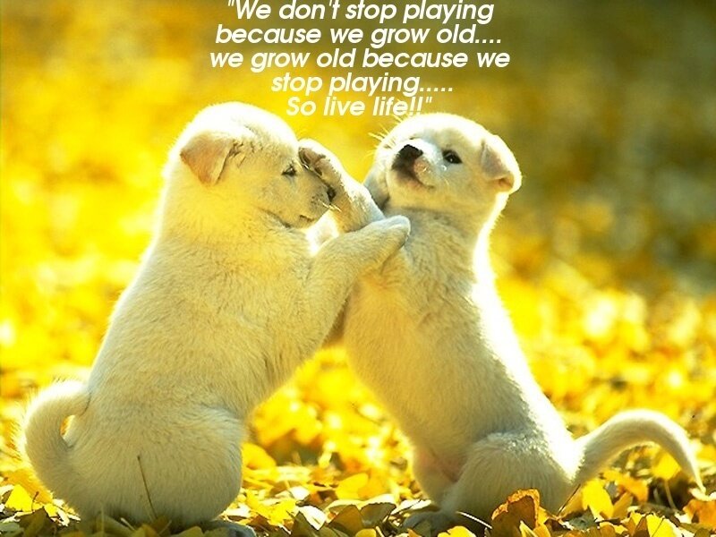 puppies playing in autumn
