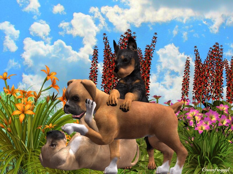 Puppies Playing in Field