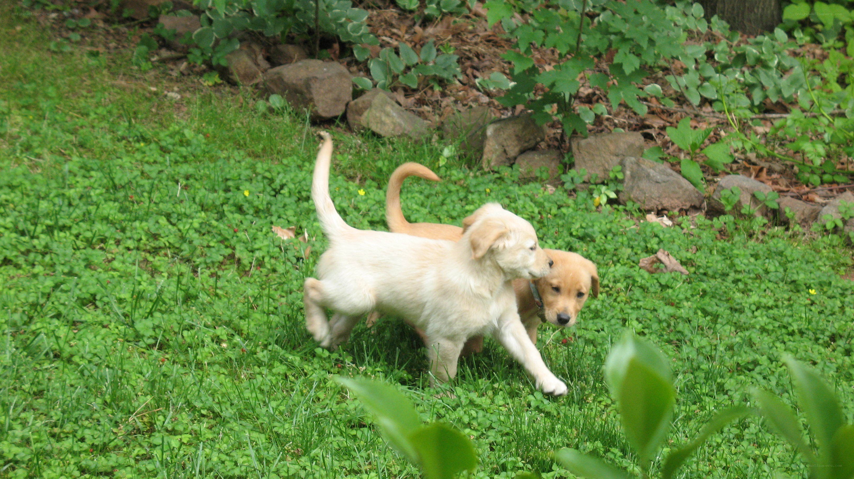 Puppies playing in the grass