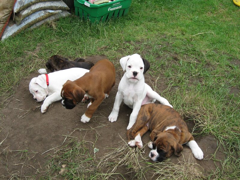 Puppies playing in the yard
