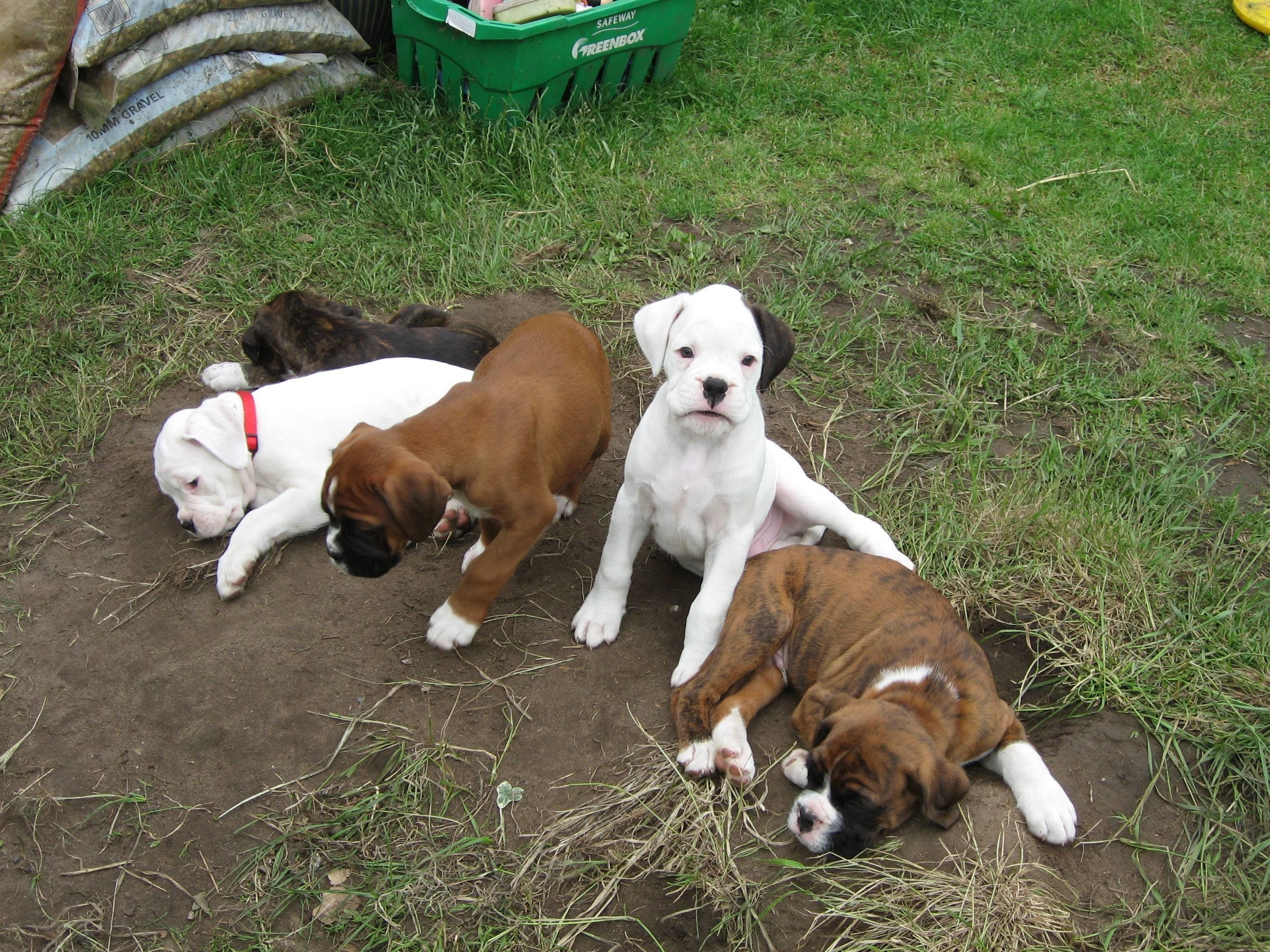 Puppies playing in the yard