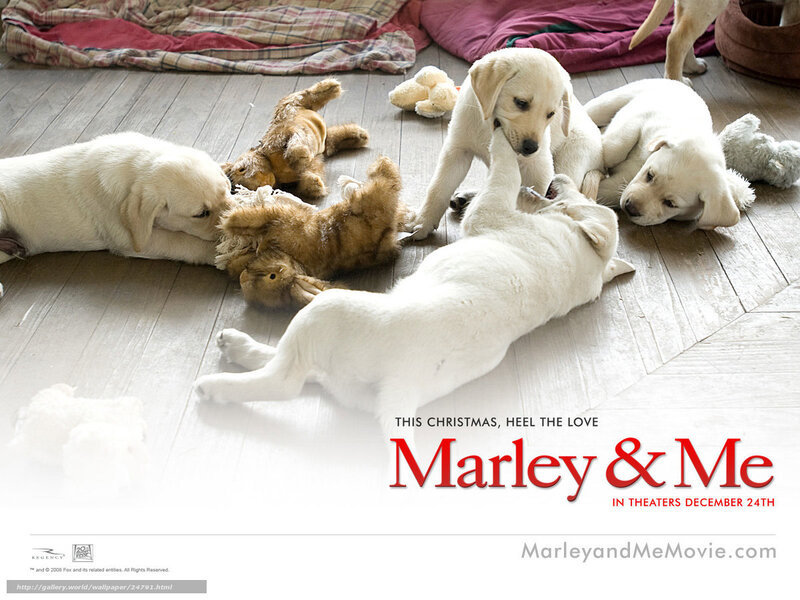 Puppies playing on floor