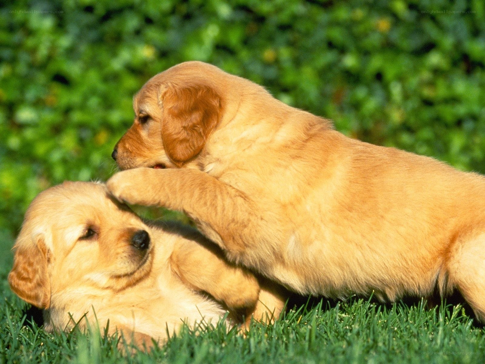 Puppies playing on grass