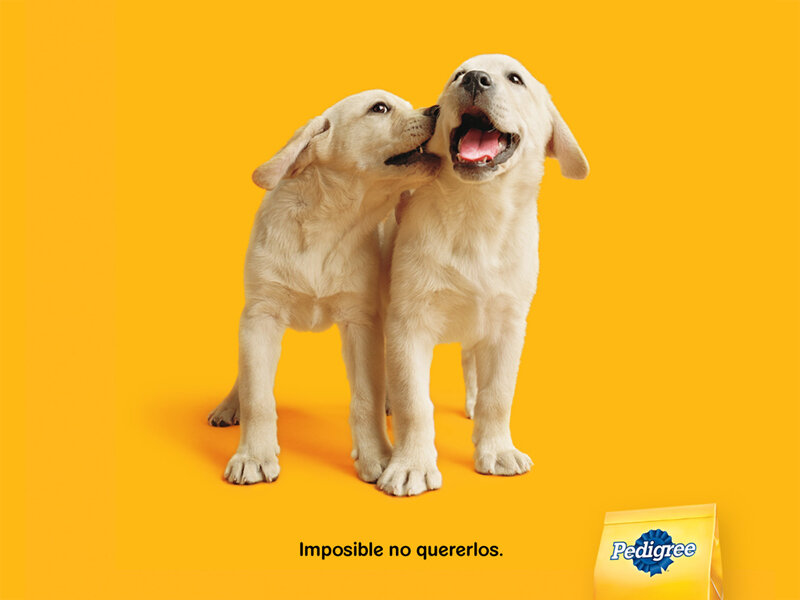 Puppies playing on yellow