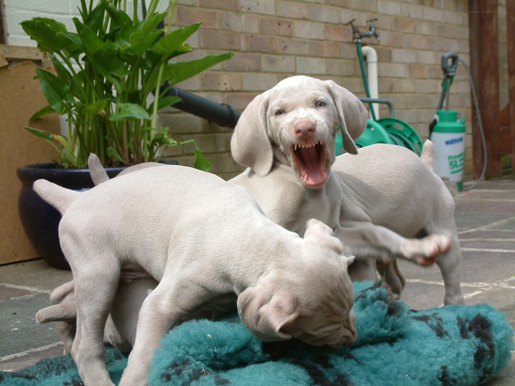 Puppies playing outdoors