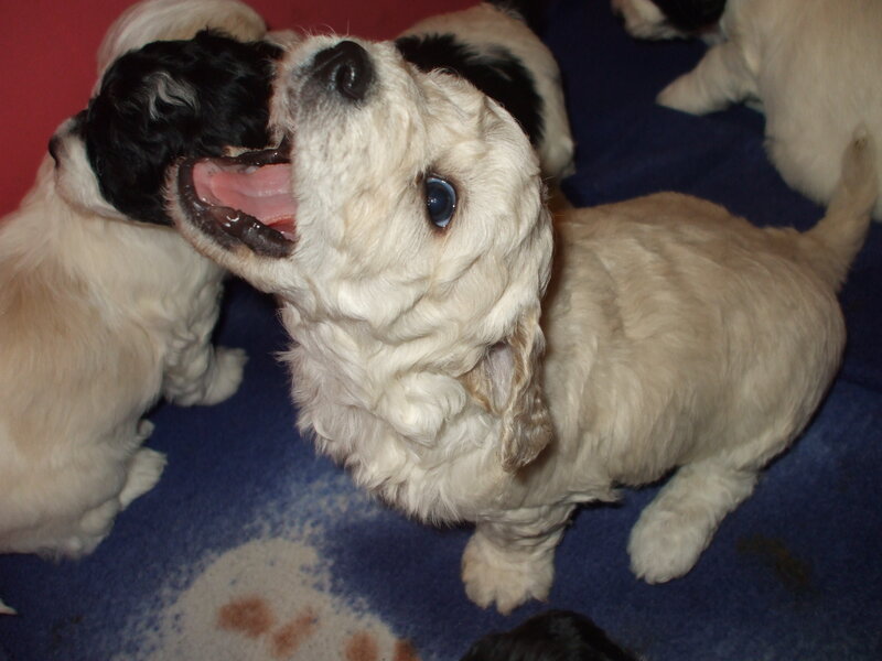 Puppies Playing
